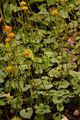 Herzblättrige Gemswurz - Doronicum columnae Ten.