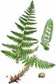 Male-Fern - Dryopteris villarii (Bellardi) Schinz & Thell.