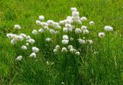 Scheuchzers Wollgras - Eriophorum scheuchzeri Hoppe
