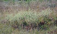 Field Eryngo - Eryngium campestre L.