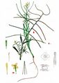 Spreading Treacle-Mustard - Erysimum repandum L.