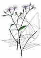 Large-Leaved Aster - Eurybia macrophylla (L.) Cass.
