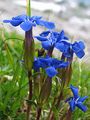 Frühlings-Enzian - Gentiana verna L.