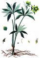 Green Hellebore - Helleborus viridis L.