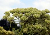 Giant Hogweed - Heracleum mantegazzianum Sommier & Levier