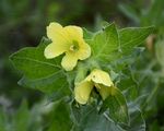 Henbane - Hyoscyamus niger L.