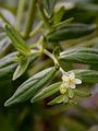Echter Steinsame - Lithospermum officinale L.