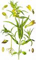 Common Cow-Wheat - Melampyrum pratense L.