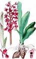 Early-Purple Orchid - Orchis mascula (L.) L.