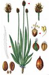 Berg-Wegerich - Plantago atrata Hoppe 