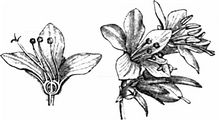 Jacob's-Ladder - Polemonium caeruleum L.