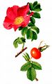 Japanese Rose - Rosa rugosa Thunb.