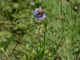 Small Scabious - Scabiosa columbaria L.