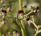 French Figwort - Scrophularia canina L.