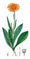 Gemswurz-Greiskraut - Senecio doronicum (L.) L.