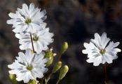 Kleines Leimkraut - Silene pusilla Waldst. & Kit.