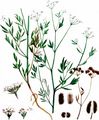 Spreading Hedge-Parsley - Torilis arvensis (Huds.) Link