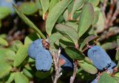 Rauschbeere - Vaccinium uliginosum L.