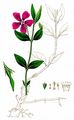 Lesser Periwinkle - Vinca minor L.