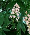 Horse-Chestnut - Aesculus hippocastanum L.