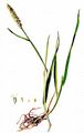 Marsh Foxtail - Alopecurus geniculatus L.