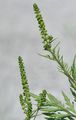 Ragweed - Ambrosia artemisiifolia L.
