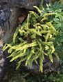 Grüner Streifenfarn - Asplenium viride Huds.