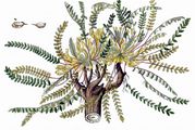 Stemless Milk Vetch - Astragalus exscapus L.