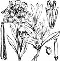 Goldlack - Erysimum cheiri (L.) Crantz