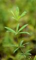 Glattes Wald-Labkraut - Galium intermedium Schult.