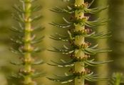 Mare's-Tail - Hippuris vulgaris L.