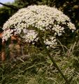 Berg-Laserkraut - Laserpitium siler L.