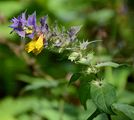 Wood Cow-Wheat - Melampyrum nemorosum L.