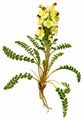 Crimson-Tipped Lousewort - Pedicularis oederi Vahl