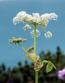 Masterwort - Peucedanum ostruthium (L.) W. D. J. Koch