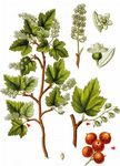 Alpen-Johannisbeere - Ribes alpinum L. 