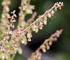 Schild-Ampfer - Rumex scutatus L.