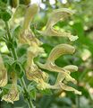 Sticky Clary - Salvia glutinosa L.