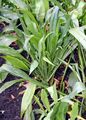 Scorzonera - Scorzonera hispanica L.