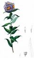 Hairy Michaelmas-Daisy - Symphyotrichum novae-angliae (L.) G. L. Nesom