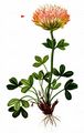 Turf Clover - Trifolium thalii Vill.