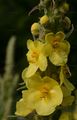 Großblütige Königskerze - Verbascum densiflorum Bertol.