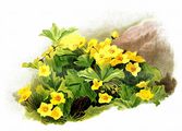  - Waldsteinia ternata (Stephan) Fritsch