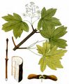 Field Maple - Acer campestre L.