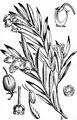 Bog-Rosemary - Andromeda polifolia L.