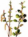 Lesser Birch - Betula humilis Schrank