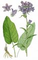 Büschel-Glockenblume - Campanula glomerata L.