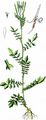 Narrow-Leaved Bitter-Cress - Cardamine impatiens L.