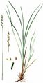 Walzen-Segge - Carex elongata L.