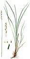 Elongated Sedge - Carex elongata L. 